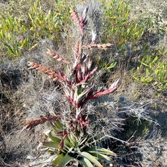 Tillandsia secunda