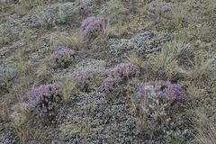 Oxytropis borissoviae