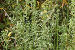 Euthamia occidentalis