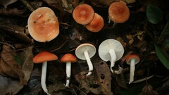 Leucopaxillus gracillimus