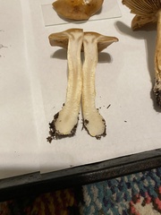 Cortinarius glaucopus