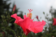 Hibiscus rosa-sinensis