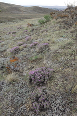 Oxytropis borissoviae