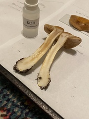 Cortinarius glaucopus