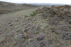 Oxytropis borissoviae