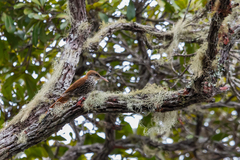 Lepidocolaptes squamatus