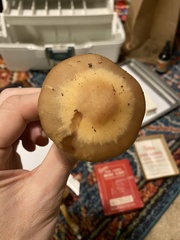 Cortinarius glaucopus