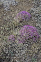 Oxytropis borissoviae