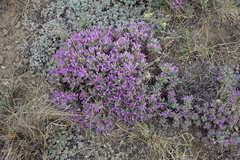 Oxytropis borissoviae
