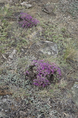 Oxytropis borissoviae