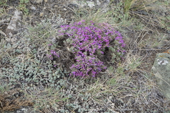Oxytropis borissoviae