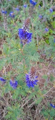 Dalea coerulea