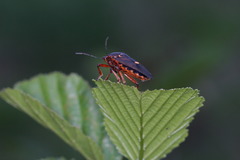 Pinthaeus sanguinipes