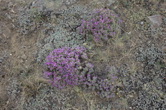 Oxytropis borissoviae