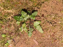 Asplenium pinnatifidum