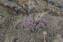 Oxytropis borissoviae