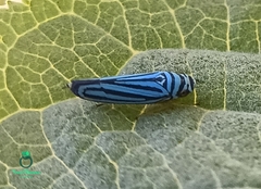 Graphocephala flavovittata