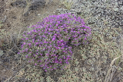 Oxytropis borissoviae