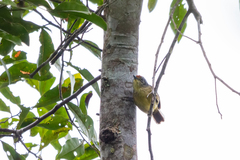 Dysithamnus stictothorax