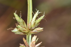 Cyperus lupulinus