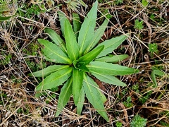 Hypochaeris sessiliflora