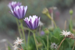 Dimorphotheca