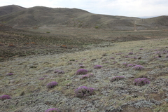 Oxytropis borissoviae