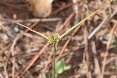 Cyperus lupulinus