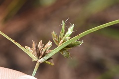 Cyperus lupulinus