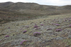 Oxytropis borissoviae