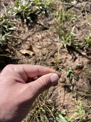 Cyperus lupulinus