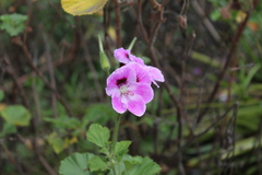 Pelargonium × domesticum