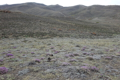 Oxytropis borissoviae