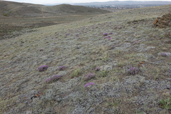 Oxytropis borissoviae