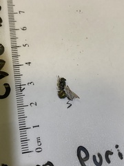 Lucilia coeruleiviridis