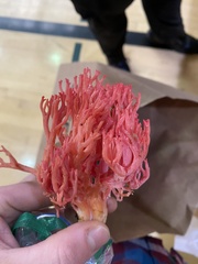 Ramaria araiospora