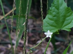 Zehneria