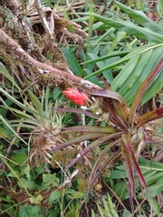 Guzmania monostachia