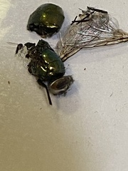 Lucilia coeruleiviridis