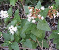 Ageratina havanensis