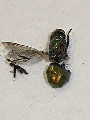 Lucilia coeruleiviridis