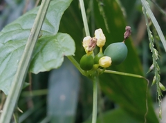 Zehneria