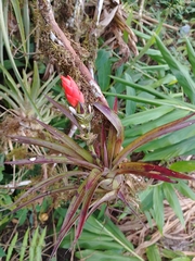 Guzmania monostachia