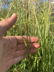 Carex lacustris