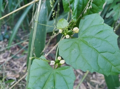 Zehneria