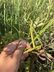 Carex lacustris