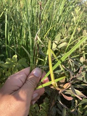 Carex lacustris