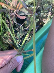 Carex lacustris