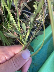 Carex lacustris