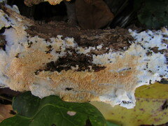 Steccherinum robustius